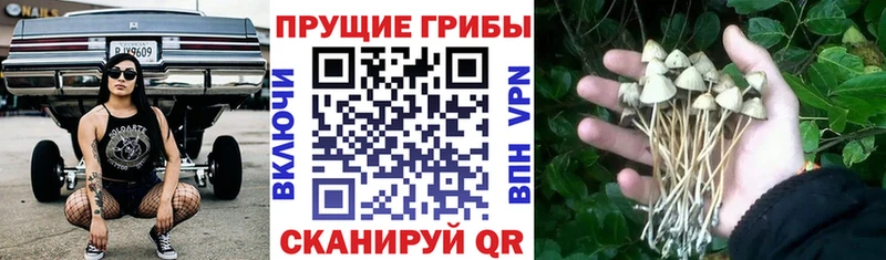 Купить закладки Сочи Галлюциногенные грибы Cubensis